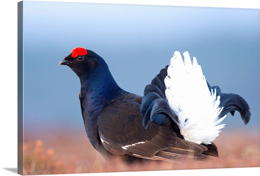 Male black grouse (Tetrao tetrix) displaying on the lek. The lek is a type of animal territory in which males of a certain...