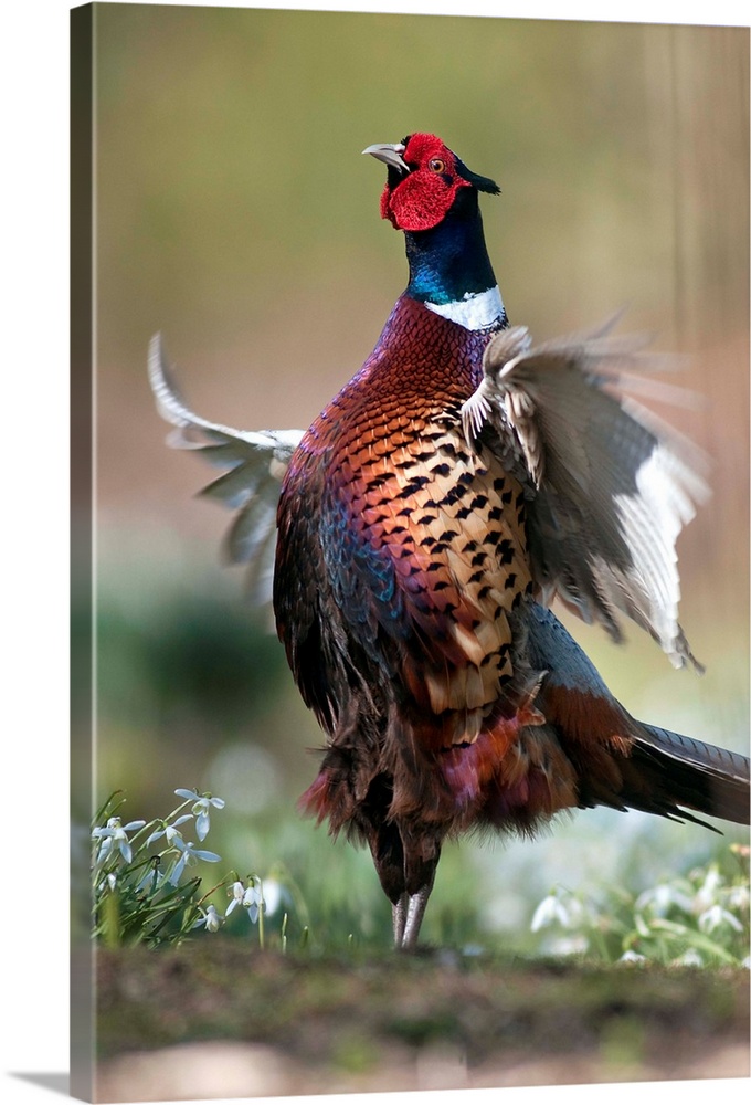 Male common pheasant (Phasianus colchicus) displaying its breeding plumage. Photographed in March, in Dorset, UK.
