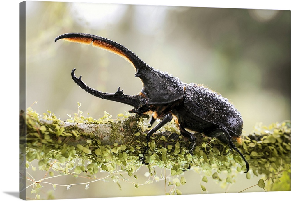 Male Hercules beetle. The Hercules beetle (Dynastes hercules) is the most famous and largest of the rhinoceros beetles. It...