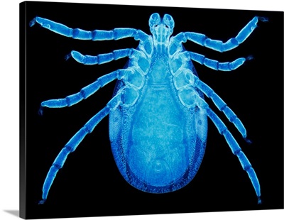 Male Lyme Disease Tick, Light Micrograph