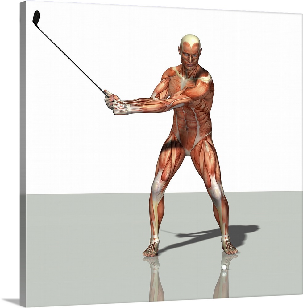 Male muscles. Computer artwork showing the muscle structure of a man playing golf. These are skeletal, or voluntary, muscl...