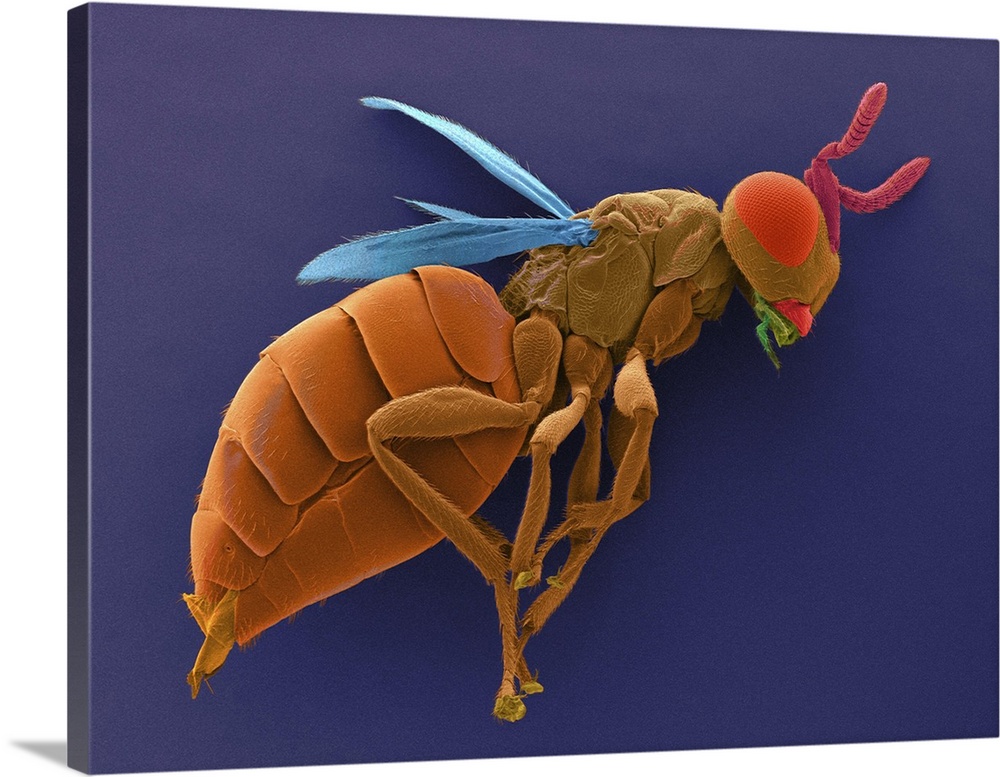 Coloured scanning electron micrograph (SEM) of Male parasitic wasp (Nasonia vitripennis). Nasonia is a genus of Pteromalid...