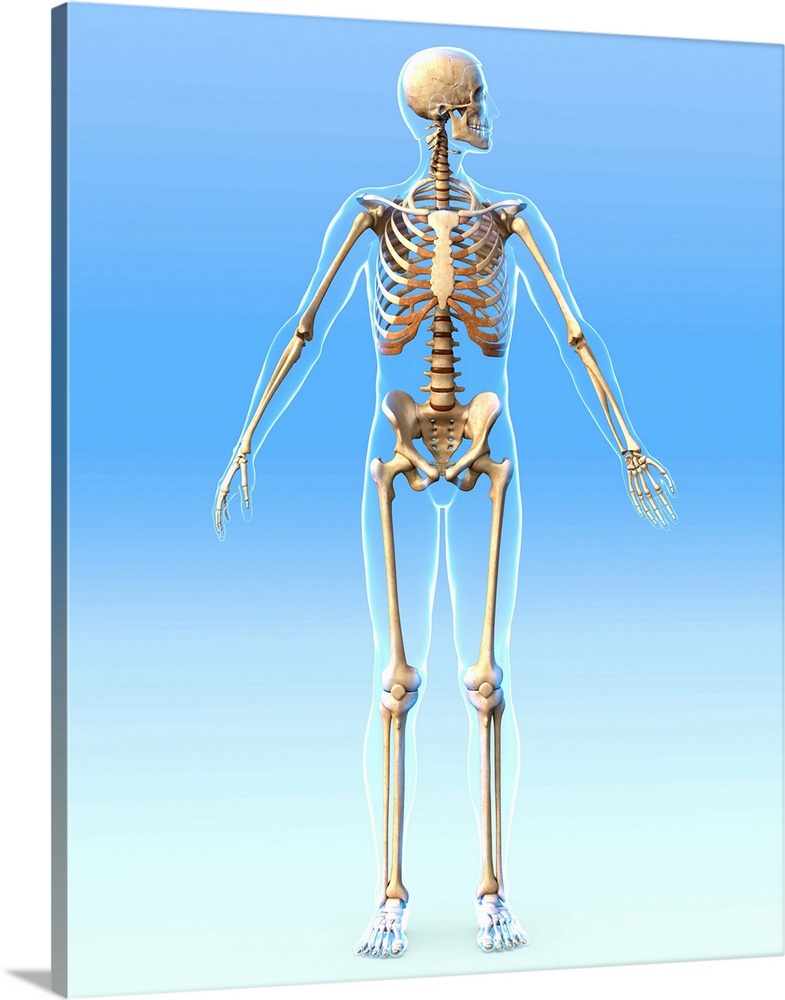 Male skeleton, computer artwork. The human skeleton has 206 bones. The skull (at top) protects the brain. The ribs of the ...