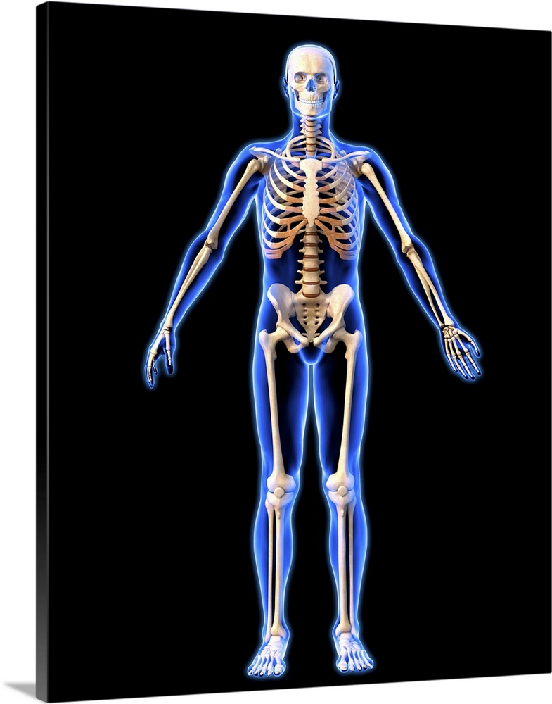 Male skeleton, computer artwork. The human skeleton has 206 bones. The skull (at top) protects the brain. The ribs of the ...