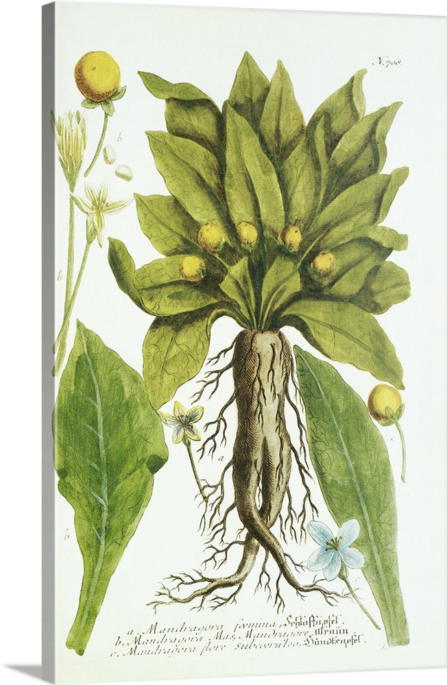 Mandrake plant, historical artwork. Different parts of the plant are shown in this botanical artwork, including the roots,...