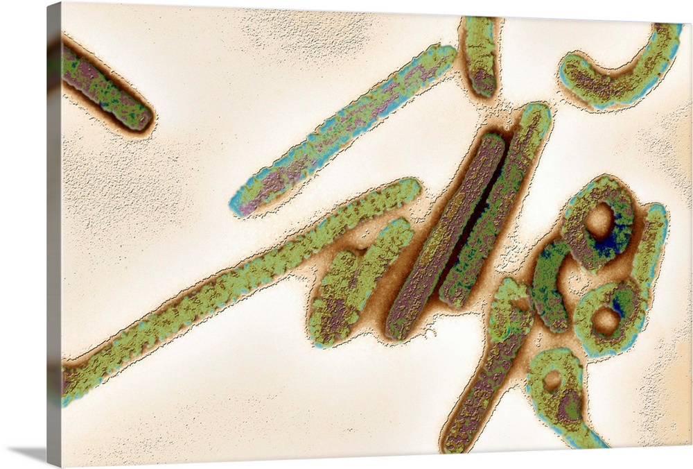 Marburg virus, coloured transmission electron micrograph (TEM). This tubular RNA (ribonucleic acid) virus causes Marburg h...