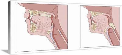 Mechanics of swallowing, diagram