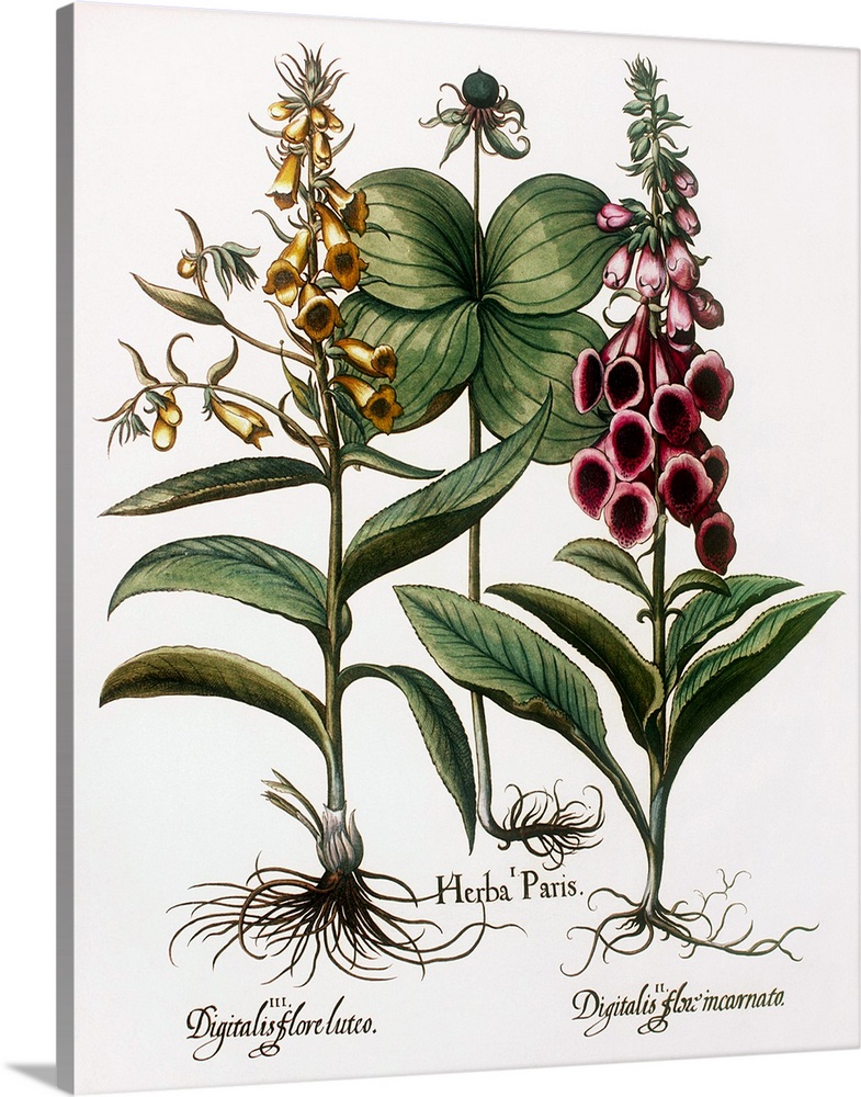 Medicinal plants. Historical artwork of foxglove plants (Digitalis sp., left and right) and herb paris (Paris quadrifolia,...