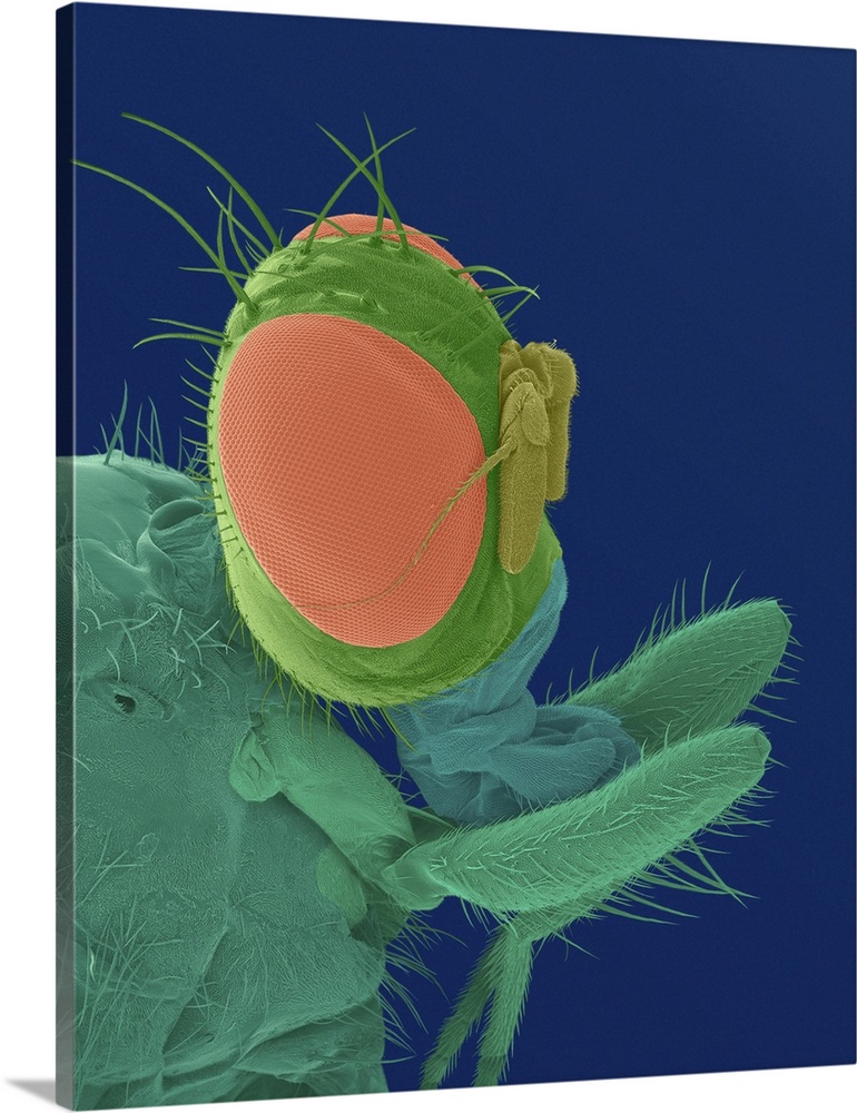 Coloured scanning electron micrograph (SEM) of Female Mediterranean fruit fly head (Ceratitis capitata). Ceratitis capitat...