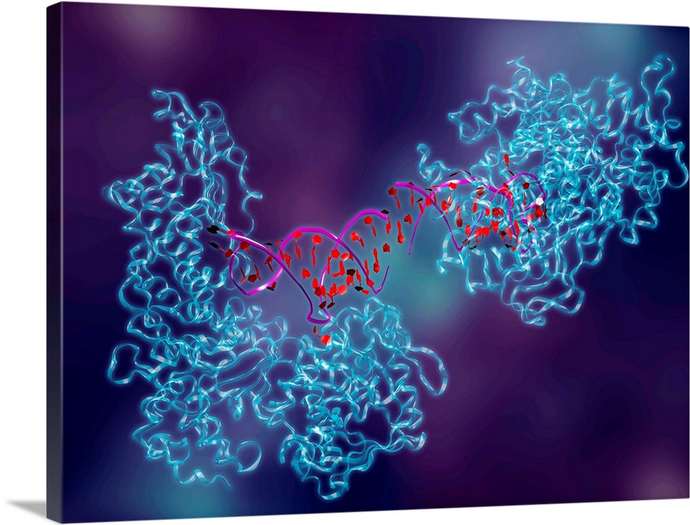 Metabolic enzyme. Computer artwork of aconitase (blue), in complex with ferritin messenger ribonucleic acid (mRNA, red). A...