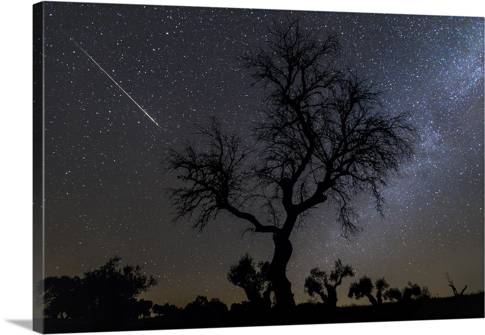 Meteor and Milky Way with tree. Meteor (left) and the Milky Way (right) by a silhouetted tree in Noudar Park, Alqueva Dark...