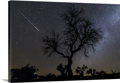 Meteor And Milky Way With Tree