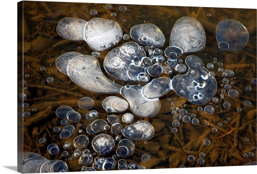 Methane bubbles trapped in a frozen pool. These are produced by decomposing organic matter at the bottom of the pond.