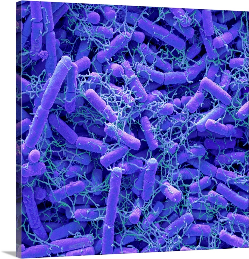Microbiome. Coloured scanning electron micrograph (SEM) of bacteria cultured from a fingertip. There are around 1000 speci...