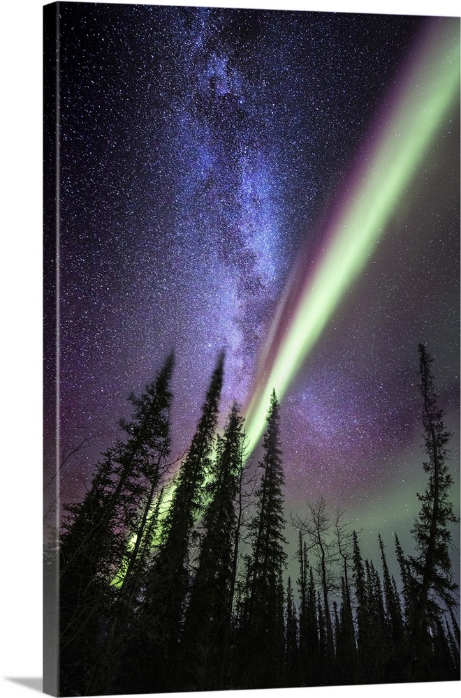 A composite image with the milky way and the Aurora Borealis over spruce trees in Alaska. The Aurora Borealis (northern li...