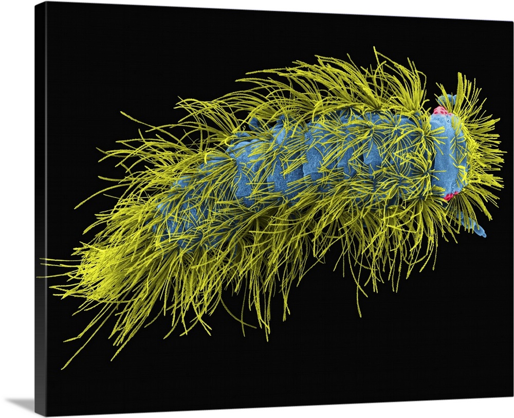 Coloured scanning electron micrograph (SEM) of Polyxenid millipede (bark dweller). Note the dense body trichomes (Polyxenu...