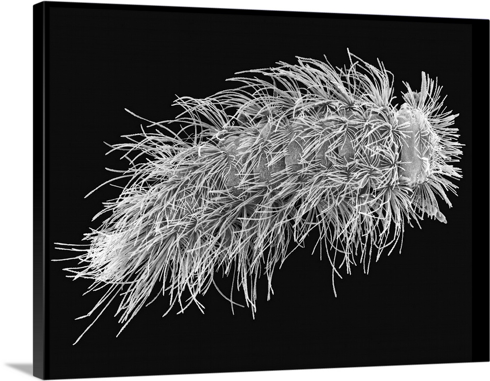 Scanning electron micrograph (SEM) of Polyxenid millipede (bark dweller). Note the dense body trichomes (Polyxenus sp.). P...