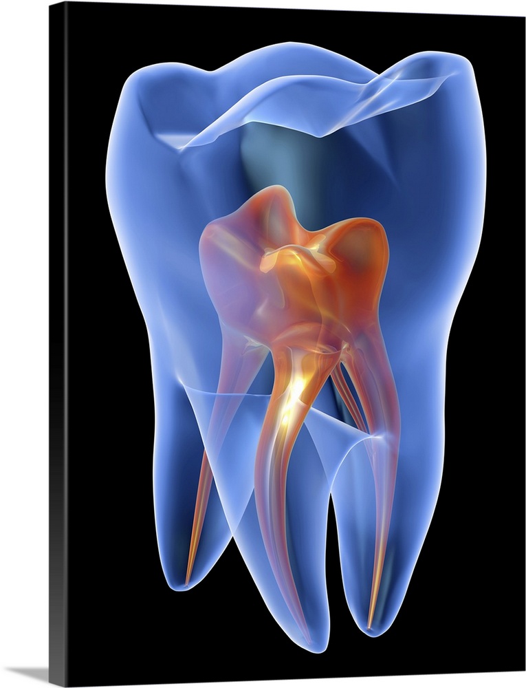 Tooth, transparent cross section of a molar tooth showing the pulp chamber (orange).