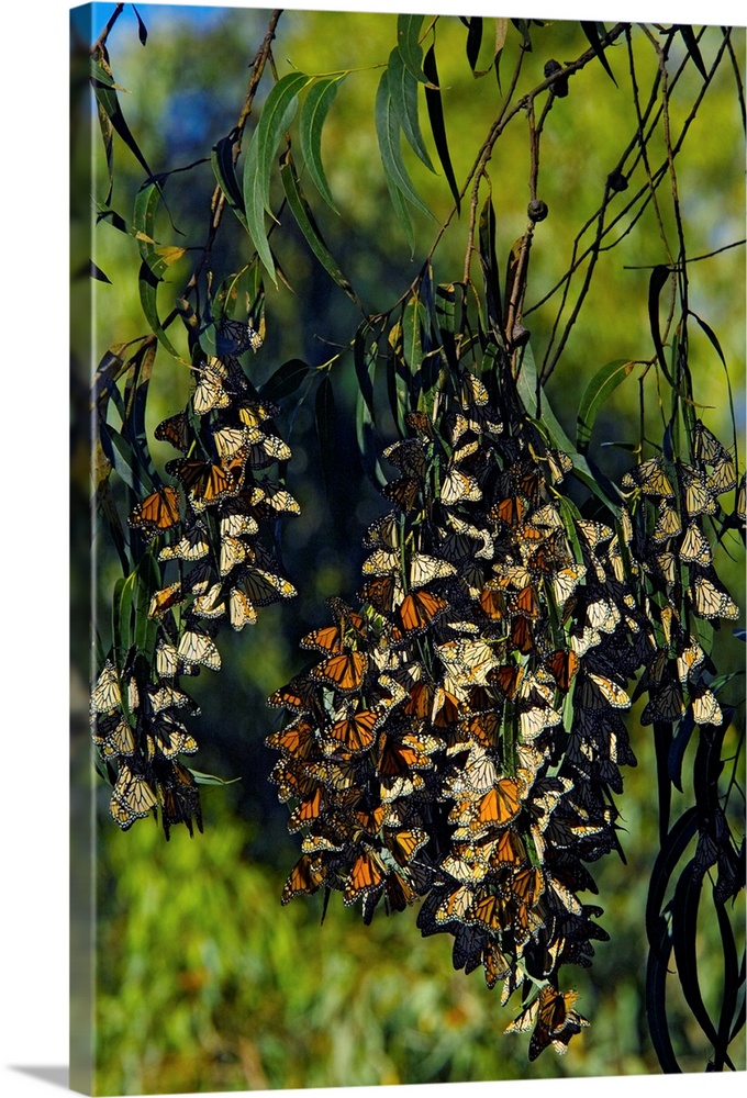Monarch butterflies (Danaus plexippus) overwintering in a tree. This butterfly is native to the Americas, Australia and Ne...