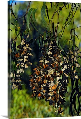 Monarch butterflies overwintering in tree