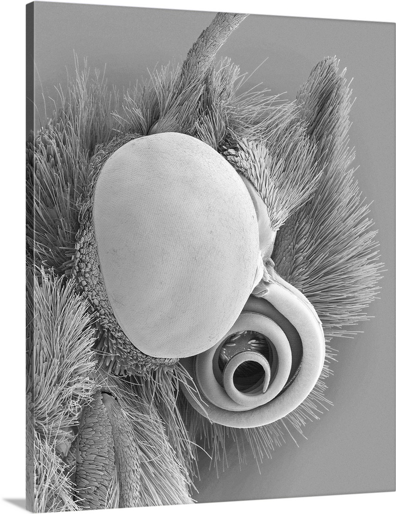 Scanning electron micrograph (SEM) of Monarch butterfly head, eye and proboscis (Danaus plexippus). In two to five weeks o...