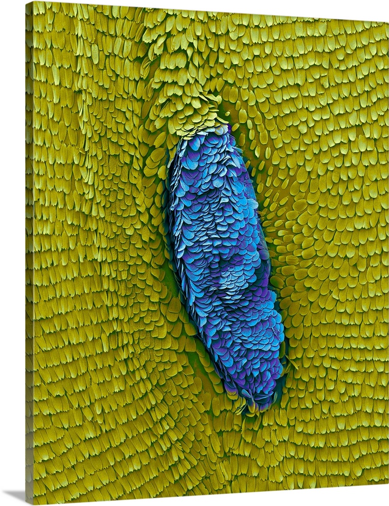 Coloured scanning electron micrograph (SEM) of Monarch butterfly wing with scales and scent gland (Danaus plexippus). Male...