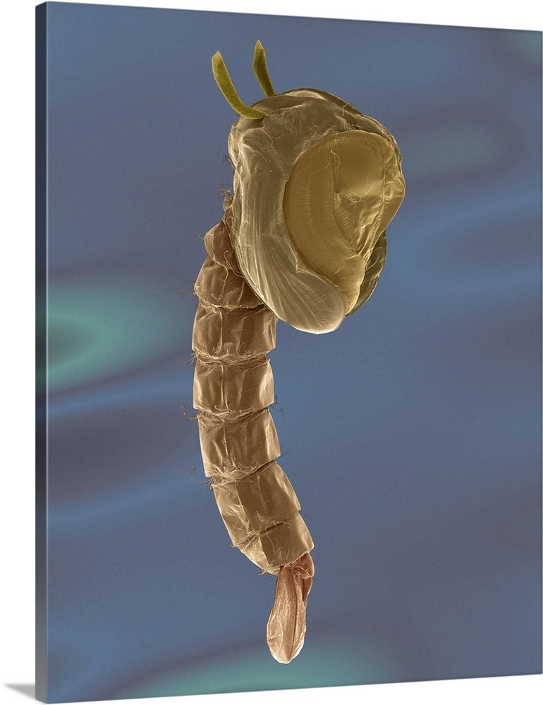 Coloured scanning electron micrograph (SEM) of Mosquito pupa (Culex sp.). Mosquito larvae develop through four stages, or ...