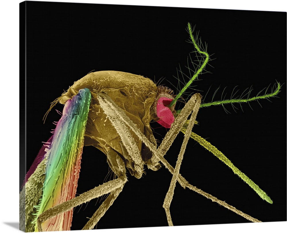 Coloured scanning electron micrograph (SEM) of Southern house mosquito (Culex quinquefasciatus). It is the vector of Wuche...