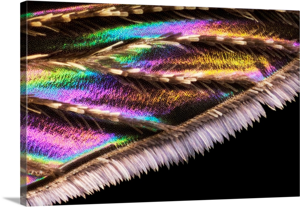 Mosquito wing. Macrophotograph of the wing of a mosquito, with iridescence visible. Iridescence is the property of certain...