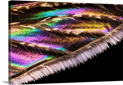 Mosquito Wing, Macrophotograph