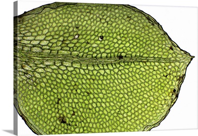 Moss Leaf, Light Micrograph