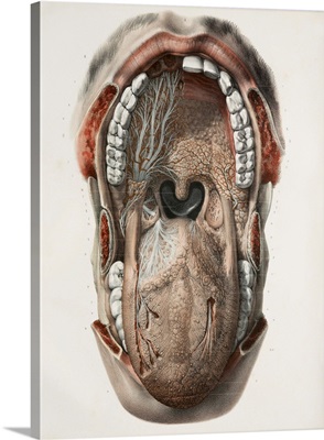 Mouth and throat nerves, 1844 artwork