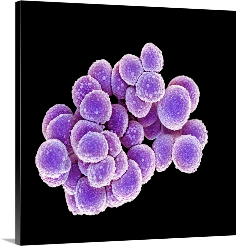 MRSA bacteria. Coloured scanning electron micrograph (SEM) of methicillin-resistant Staphylococcus aureus (MRSA) bacteria ...