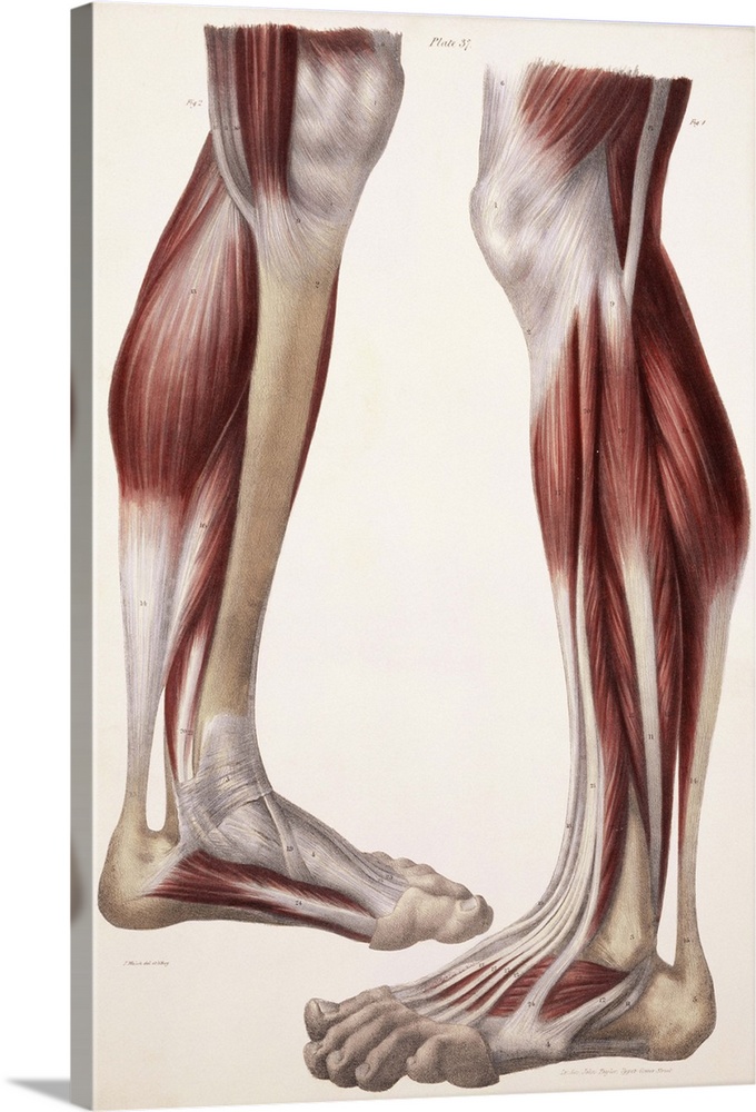 Muscles of the lower leg, historical artwork. The skin and fascia (connective tissue) have been removed to expose the musc...