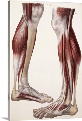 Muscles of the leg and foot, artwork - Stock Image - C020/8291