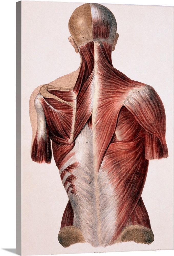 Muscles of the back, historical artwork. The skin and fascia (connective tissue) have been removed to expose the muscles (...
