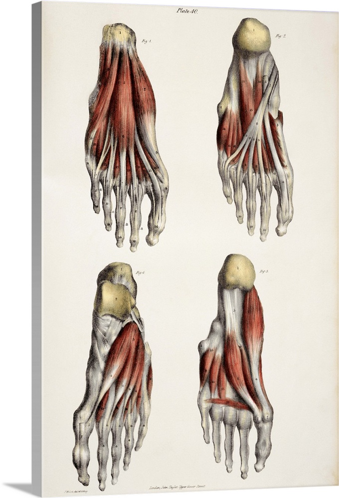 Muscles of the foot, historical artwork. The figure at top left shows the first layer of muscles (red) in the sole of the ...