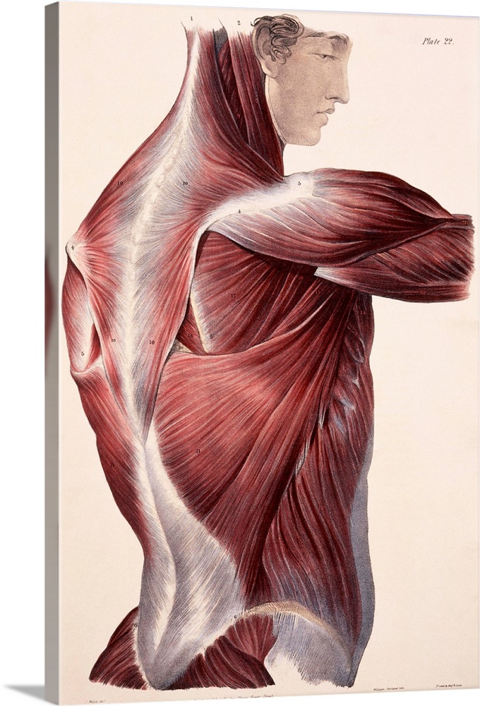 Muscles of the side and back, historical artwork. The skin and fascia (connective tissue) have been removed to expose the ...