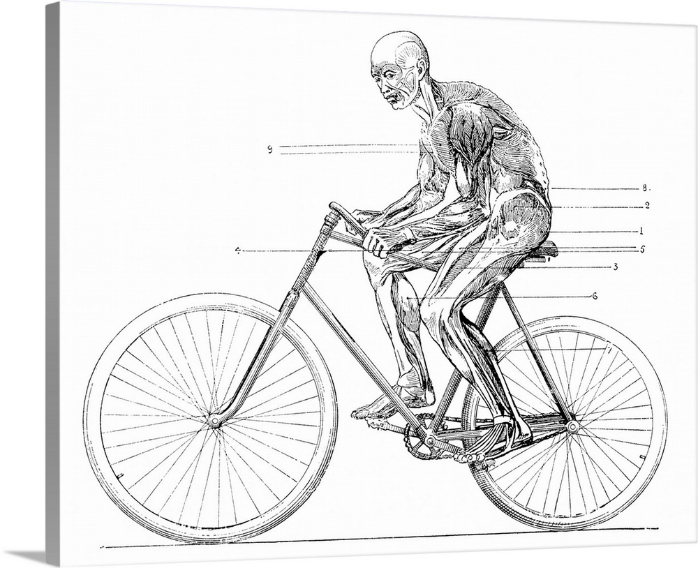 Muscles used in cycling. Artwork from the tenth volume (second period of 1892) of the French popular science weekly 'La Sc...