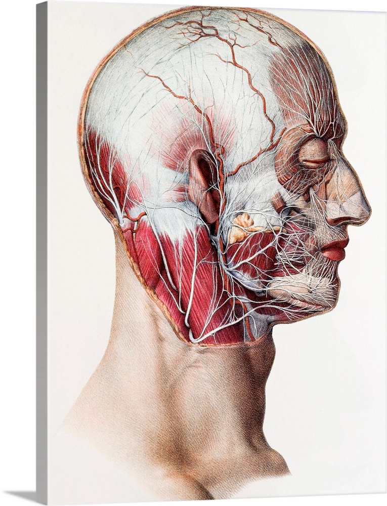 Neck and facial nerves. Historical anatomical artwork of the nerves of the human neck and face. This view is from the side...
