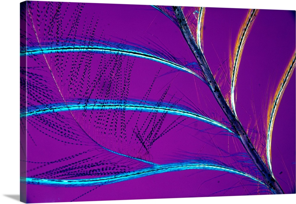 Polarised light micrograph of a neck feather from Garrulus glandarius, a jay. X 16 (purple)
