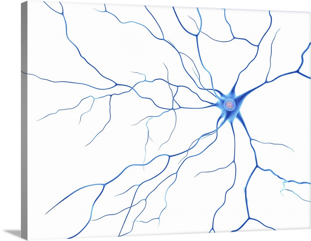 Computer artwork of a nerve cells, also called neuron. Neurons are responsible for passing information around the central ...