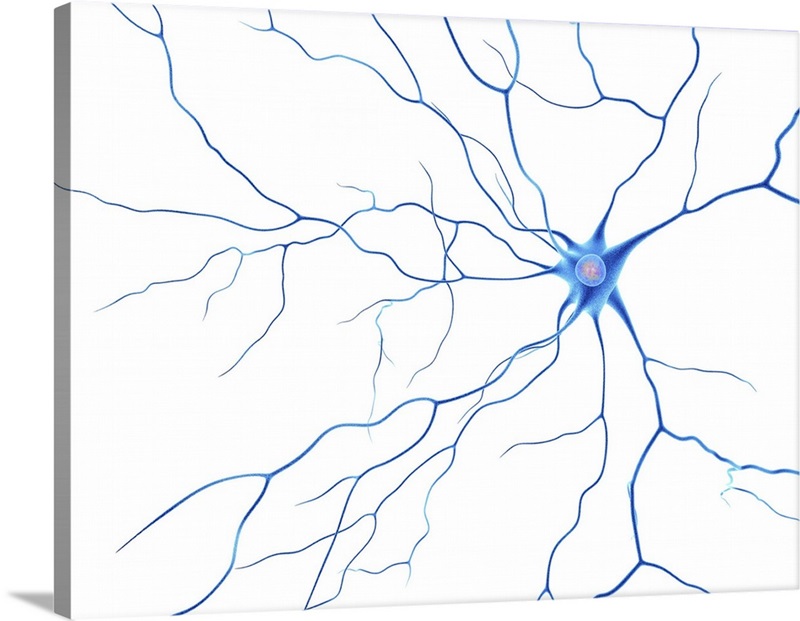 Nerve Cell, Artwork Wall Art, Canvas Prints, Framed Prints, Wall Peels ...
