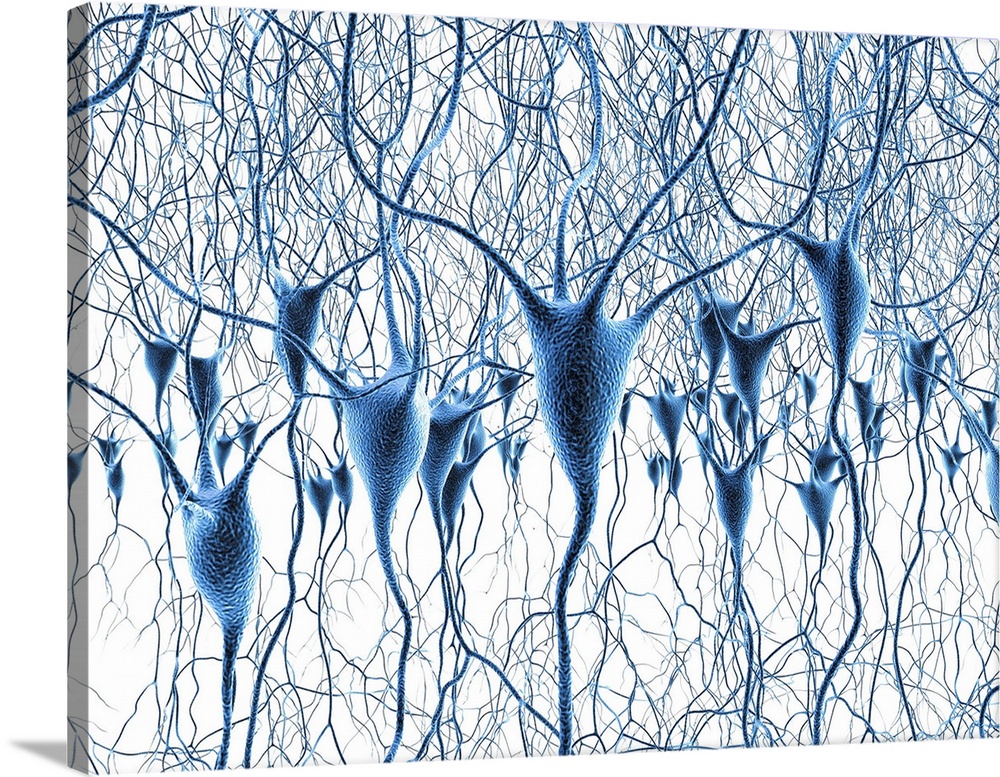 Computer artwork of nerve cells, also called neurons. Neurons are responsible for passing information around the central n...