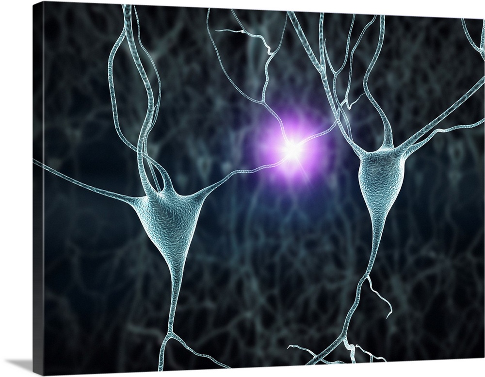 Computer artwork of nerve cells, also called neurons. Neurons are responsible for passing information around the central n...