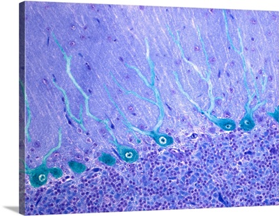 Nerve Cells, Light Micrograph