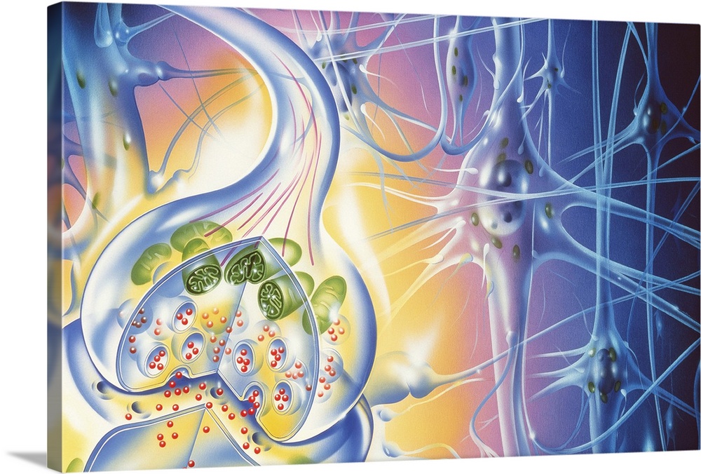 Synapse. Illustration of a synaptic knob (at left), the junction between two nerve cells. When an electrical impulse reach...