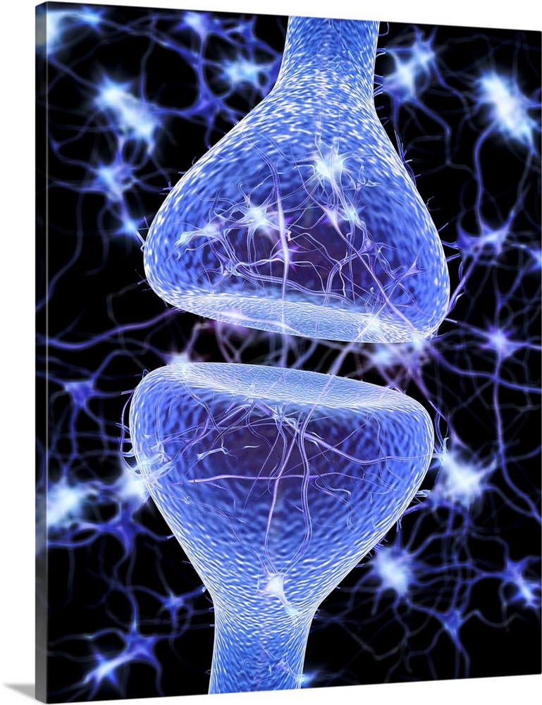 Nerve synapse. Computer artwork of a junction, or synapse, between two nerve cells (neurons, blue). As the electrical sign...