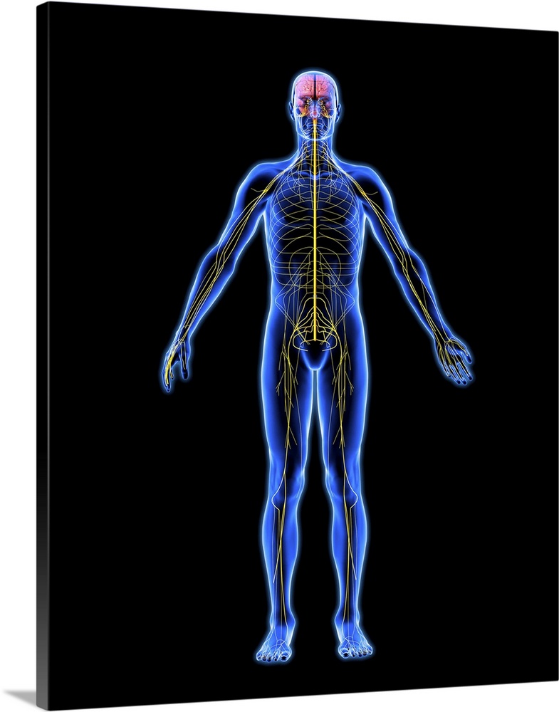 Nervous system. Computer artwork of a naked man with a healthy nervous system. The brain (at top) and spinal cord (running...