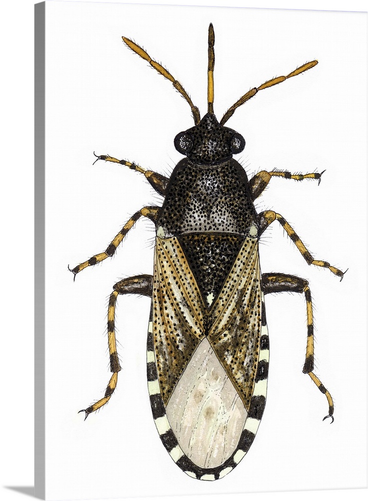 Nettle groundbug (Heterogaster urticae), artwork. This insect measures between 6-7mm long. It is often found on nettle lea...